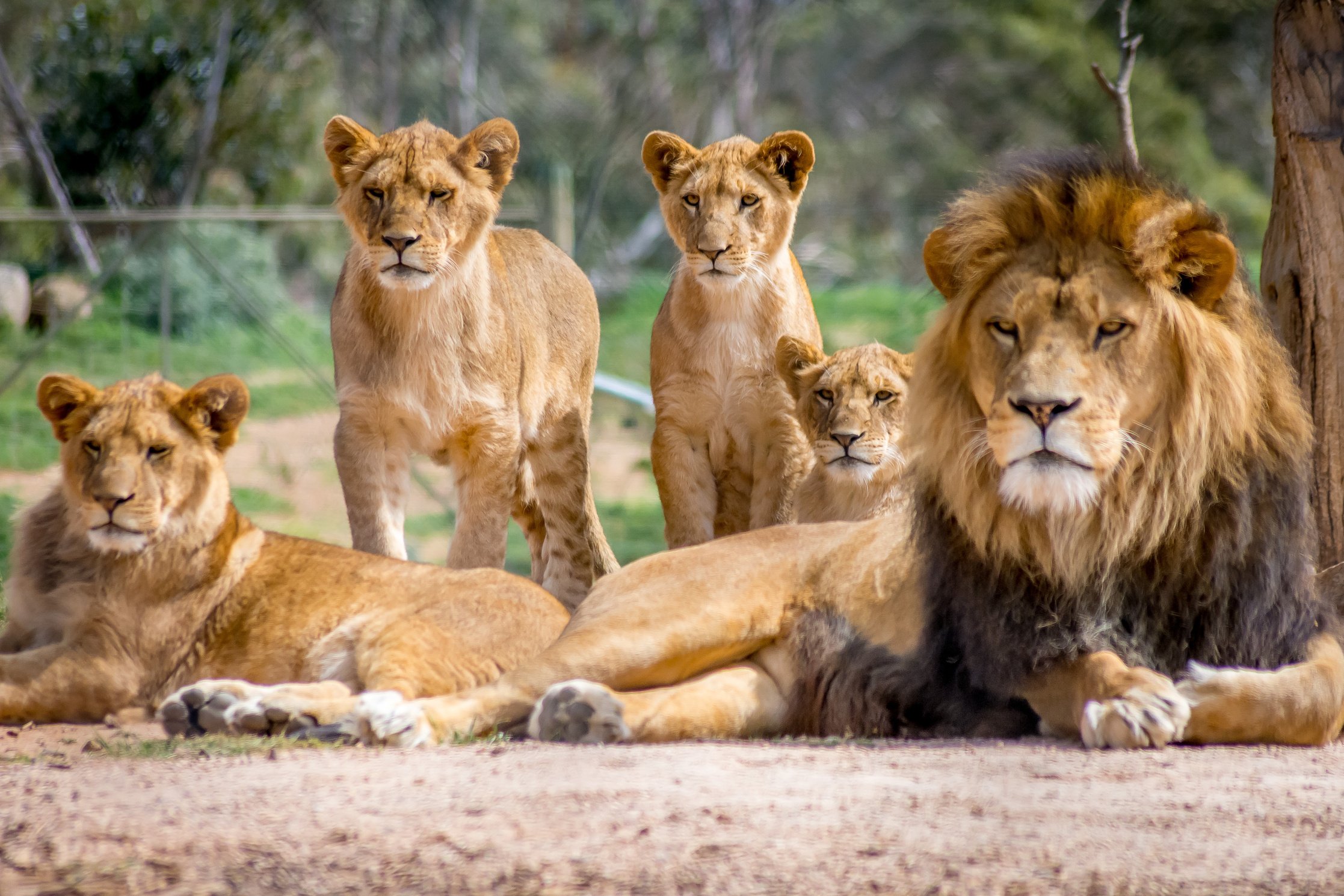 Family of Lions